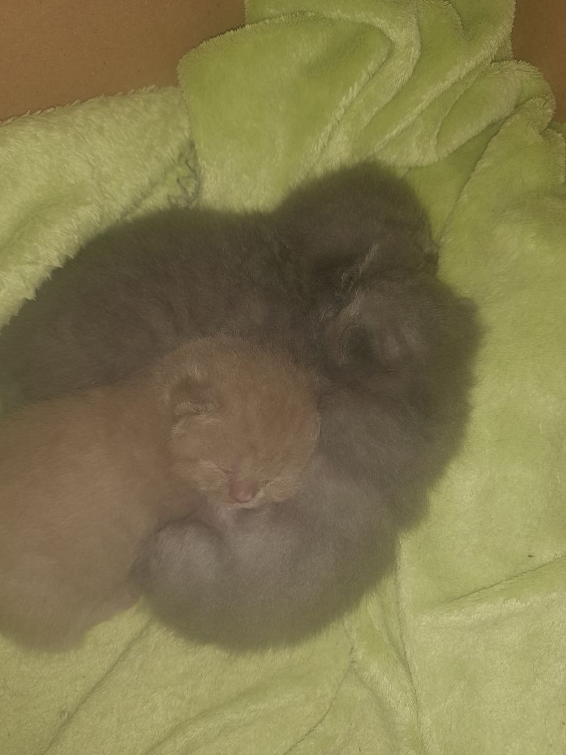 Katzen Babys zu verkaufen Katzen Babys zu verkaufen