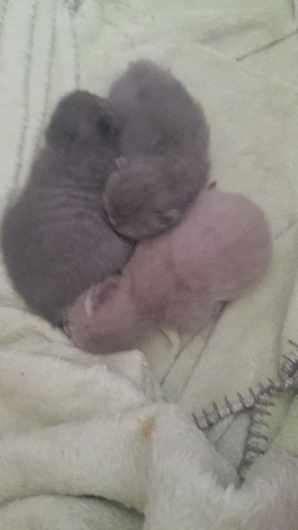 Katzen Babys zu verkaufen Katzen Babys zu verkaufen