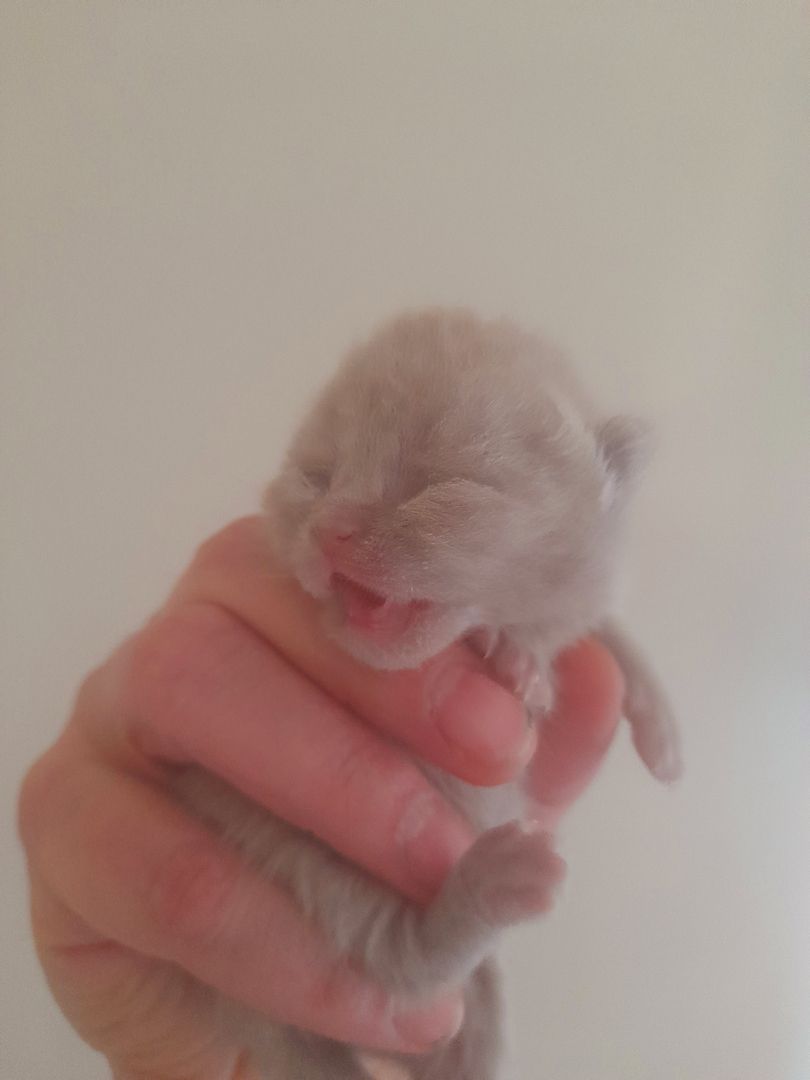 Katzen Babys zu verkaufen Katzen Babys zu verkaufen