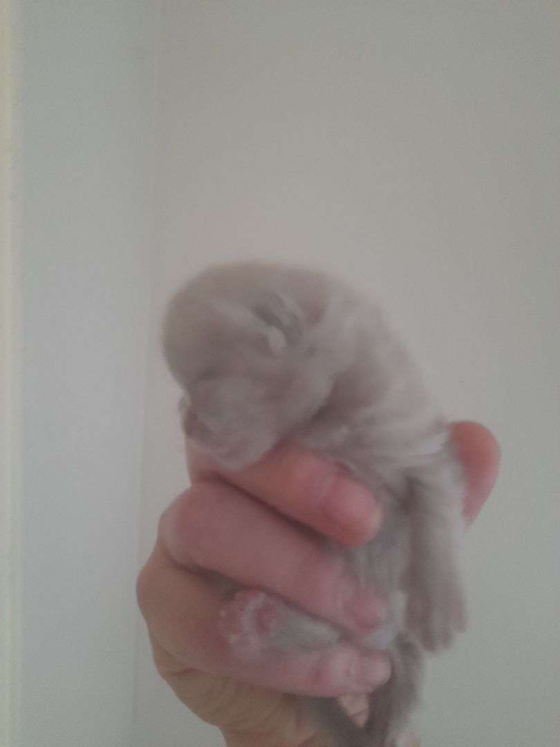 Katzen Babys zu verkaufen Katzen Babys zu verkaufen