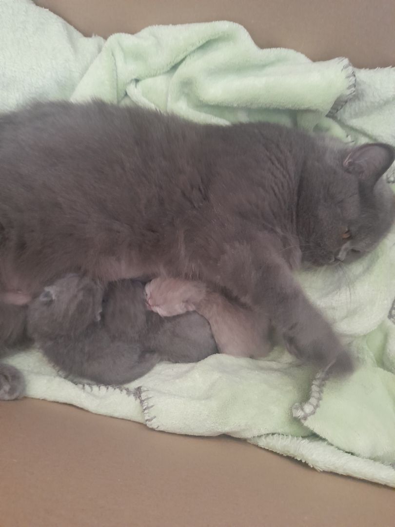 Katzen Babys zu verkaufen Katzen Babys zu verkaufen