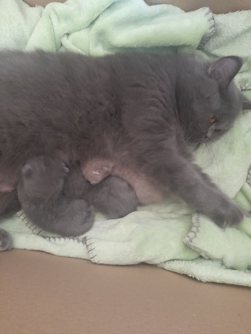 Katzen Babys zu verkaufen Katzen Babys zu verkaufen