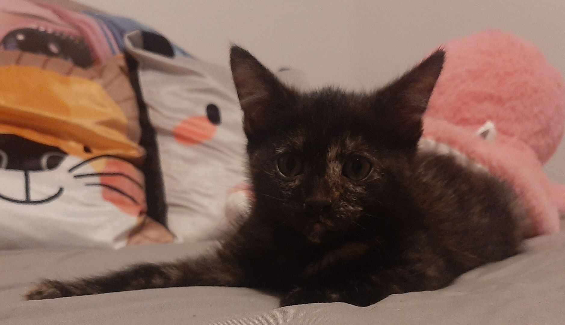 Bkh/siam mix kitten