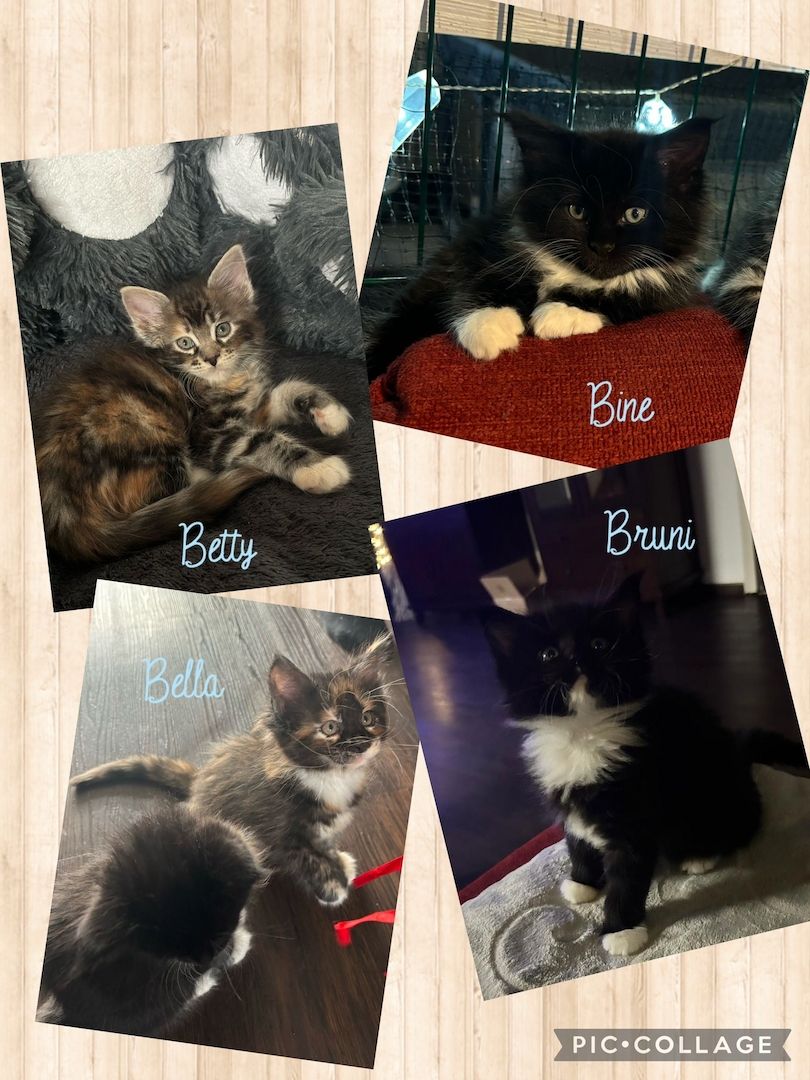 Maine Coon / Norwegische Waldkatzen - Mix Maine Coon / Norwegische Waldkatzen - Mix