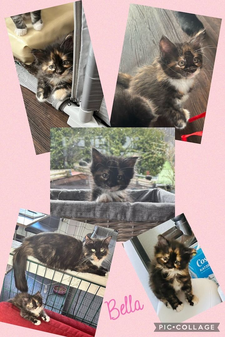 Maine Coon / Norwegische Waldkatzen - Mix Maine Coon / Norwegische Waldkatzen - Mix