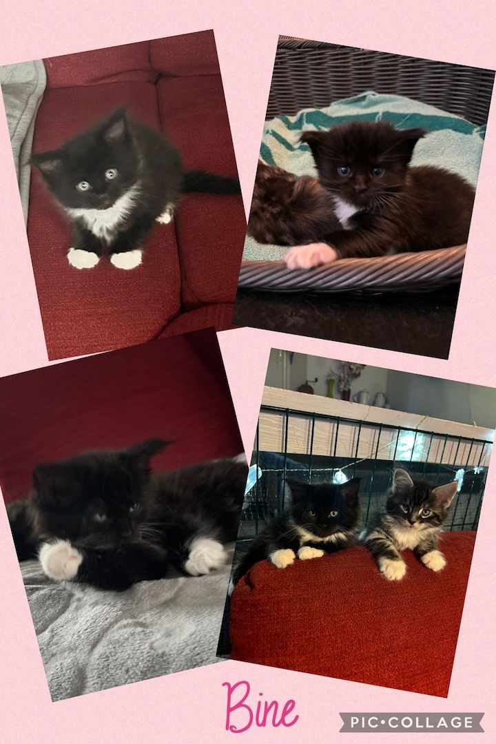 Maine Coon / Norwegische Waldkatzen - Mix Maine Coon / Norwegische Waldkatzen - Mix