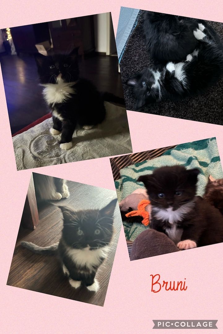 Maine Coon / Norwegische Waldkatzen - Mix Maine Coon / Norwegische Waldkatzen - Mix