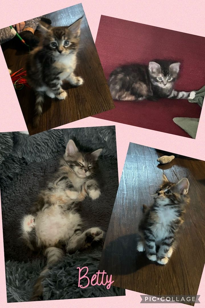 Maine Coon / Norwegische Waldkatzen - Mix Maine Coon / Norwegische Waldkatzen - Mix