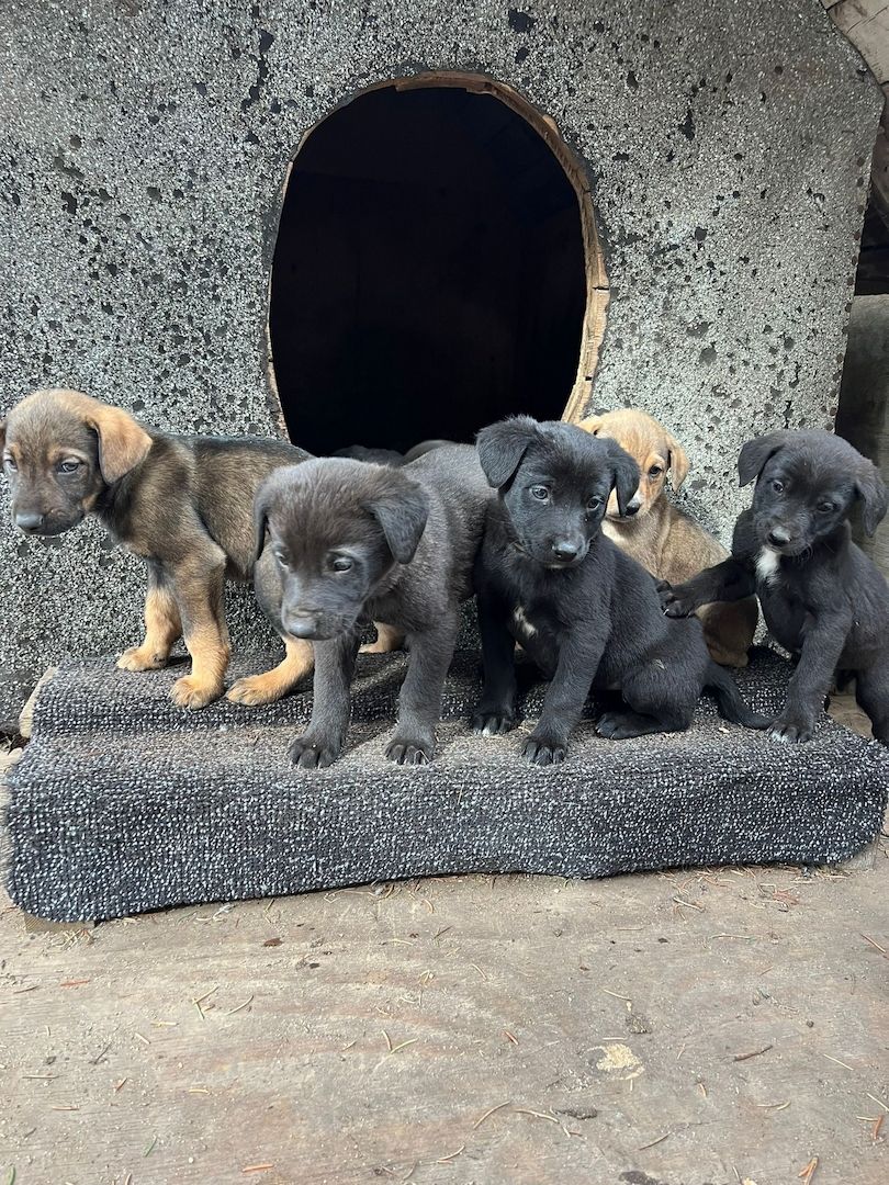 8 süße Welpen, Hundewelpen, Hunde, Mischlinge 8 süße Welpen, Hundewelpen, Hunde, Mischlinge