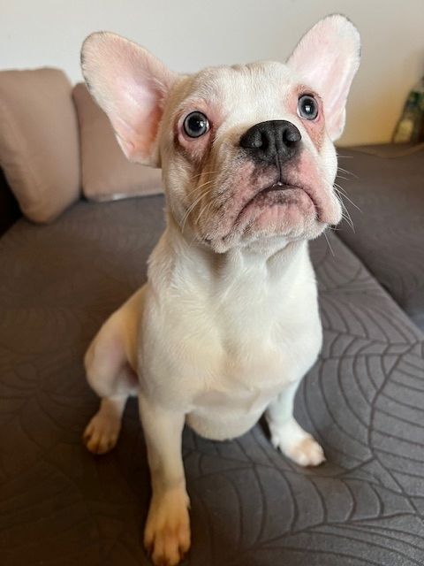 Französische Bulldoggen Welpen Französische Bulldoggen Welpen