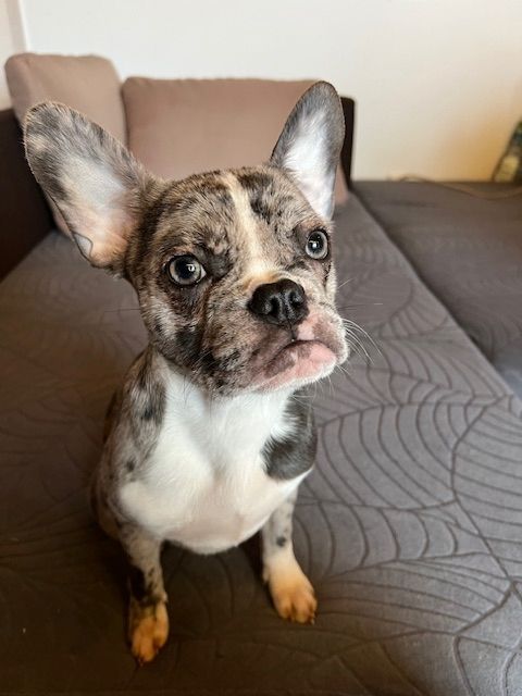 Französische Bulldoggen Welpen Französische Bulldoggen Welpen