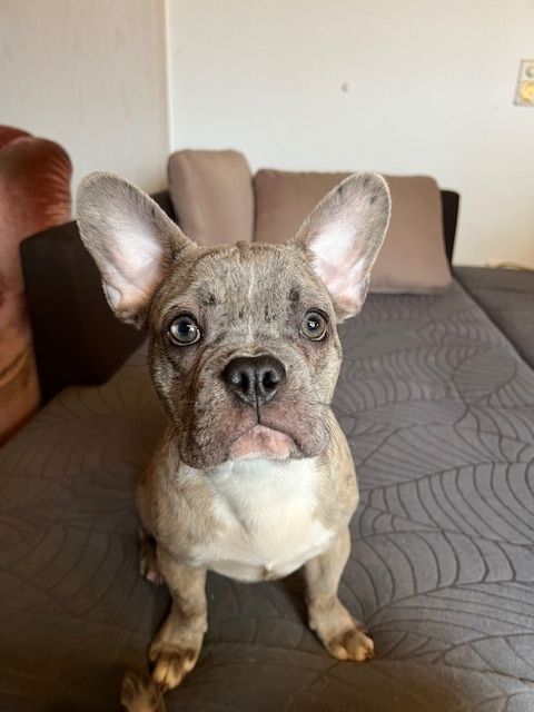 Französische Bulldoggen Welpen Französische Bulldoggen Welpen