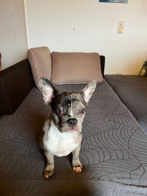 Französische Bulldoggen Welpen Französische Bulldoggen Welpen