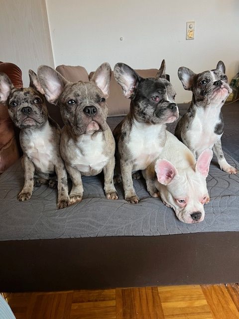Französische Bulldoggen Welpen Französische Bulldoggen Welpen