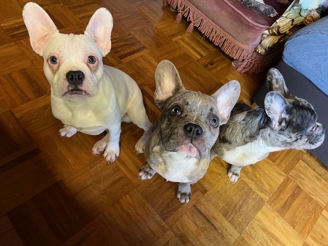 Französische Bulldoggen Welpen Französische Bulldoggen Welpen