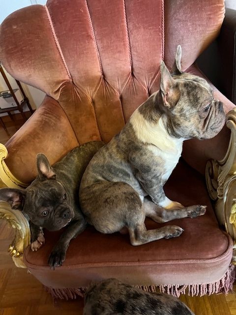 Französische Bulldoggen Welpen Französische Bulldoggen Welpen