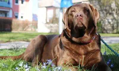 Labrador Retriever: Steckbrief, Charakter, Wesen & Besonderheiten