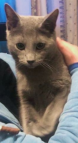 Kittens alert - Russisch Blau, Britisch Kurzhaar (BKH) oder Bengalkatze