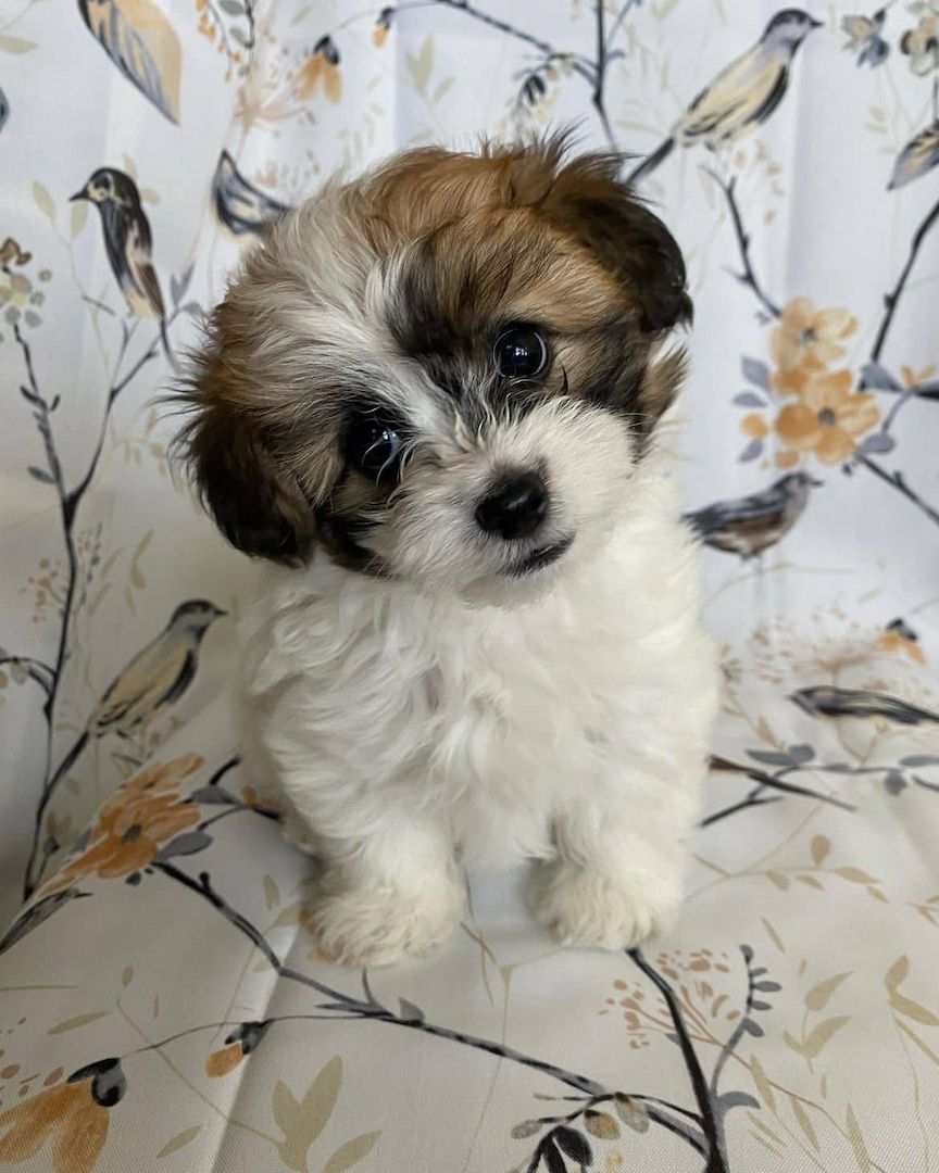 Shih Tzu-Welpen