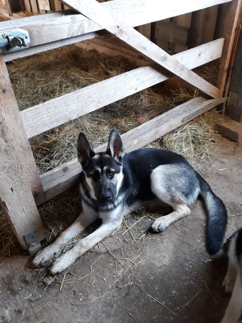 Mischlingsrüde von Privat zu verkaufen