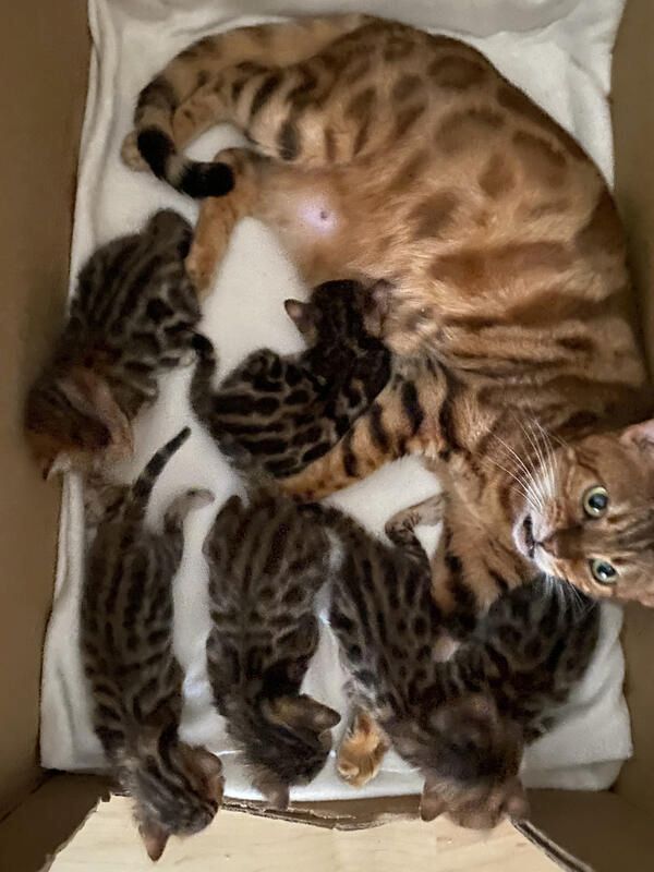 Bengalkatzen Brüder suchen liebevolles Zuhause!* Bengalkatzen Brüder suchen liebevolles Zuhause!*