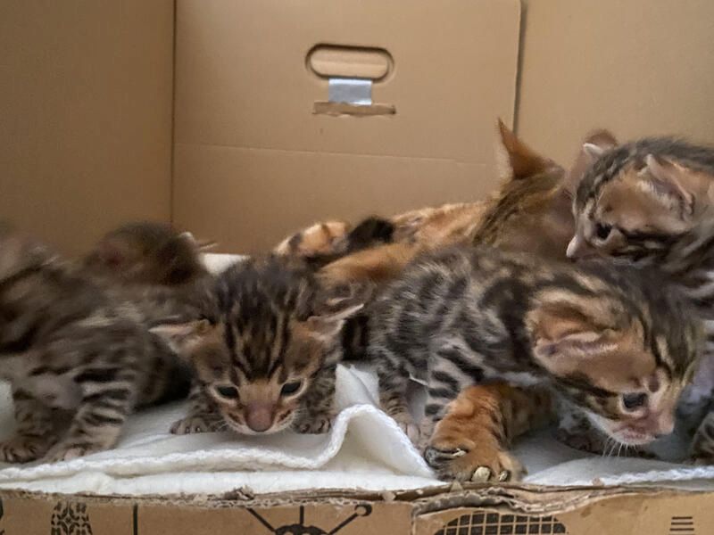 Bengalkatzen Brüder suchen liebevolles Zuhause!* Bengalkatzen Brüder suchen liebevolles Zuhause!*