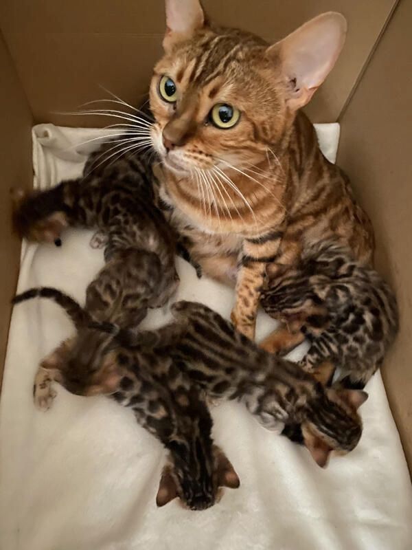 Bengalkatzen Brüder suchen liebevolles Zuhause!* Bengalkatzen Brüder suchen liebevolles Zuhause!*