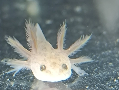 Axolotl Jungtiere, eigene Zucht, MV