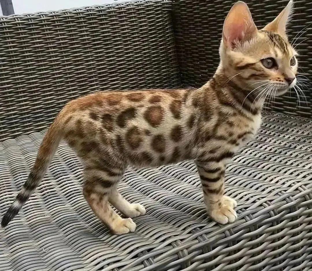 Reinrassige Bengalkitten vorhanden