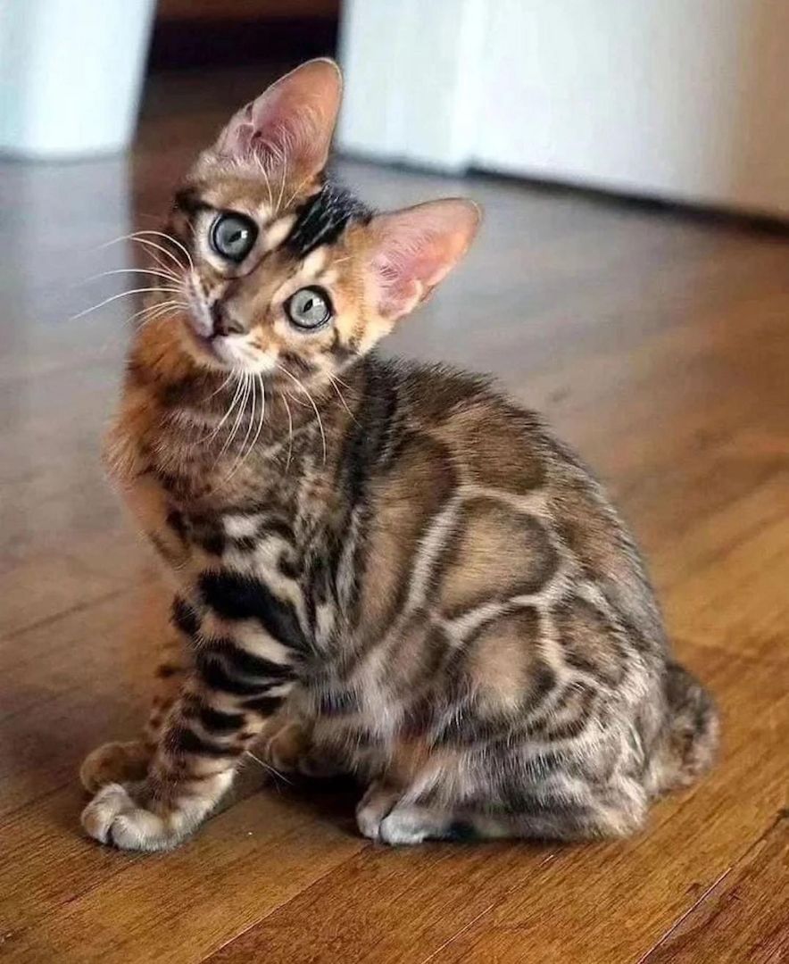 Reinrassige Bengalkitten vorhanden