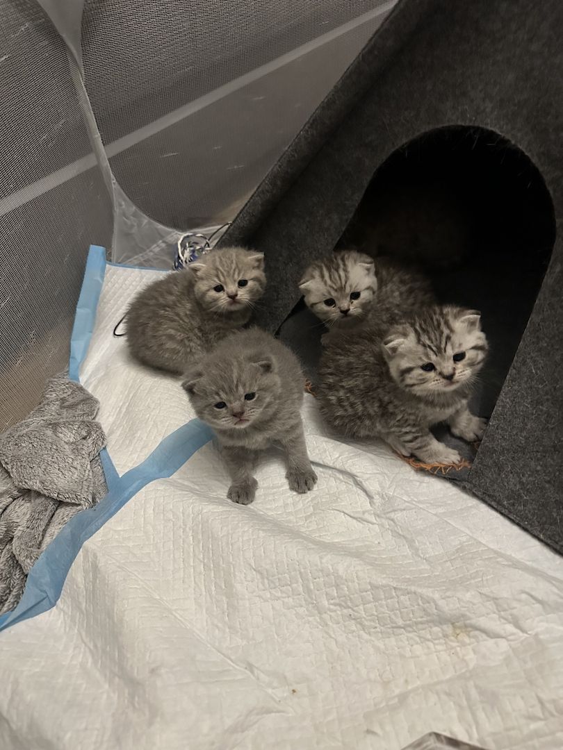 Britisch Kurzhaar Britisch Kurzhaar