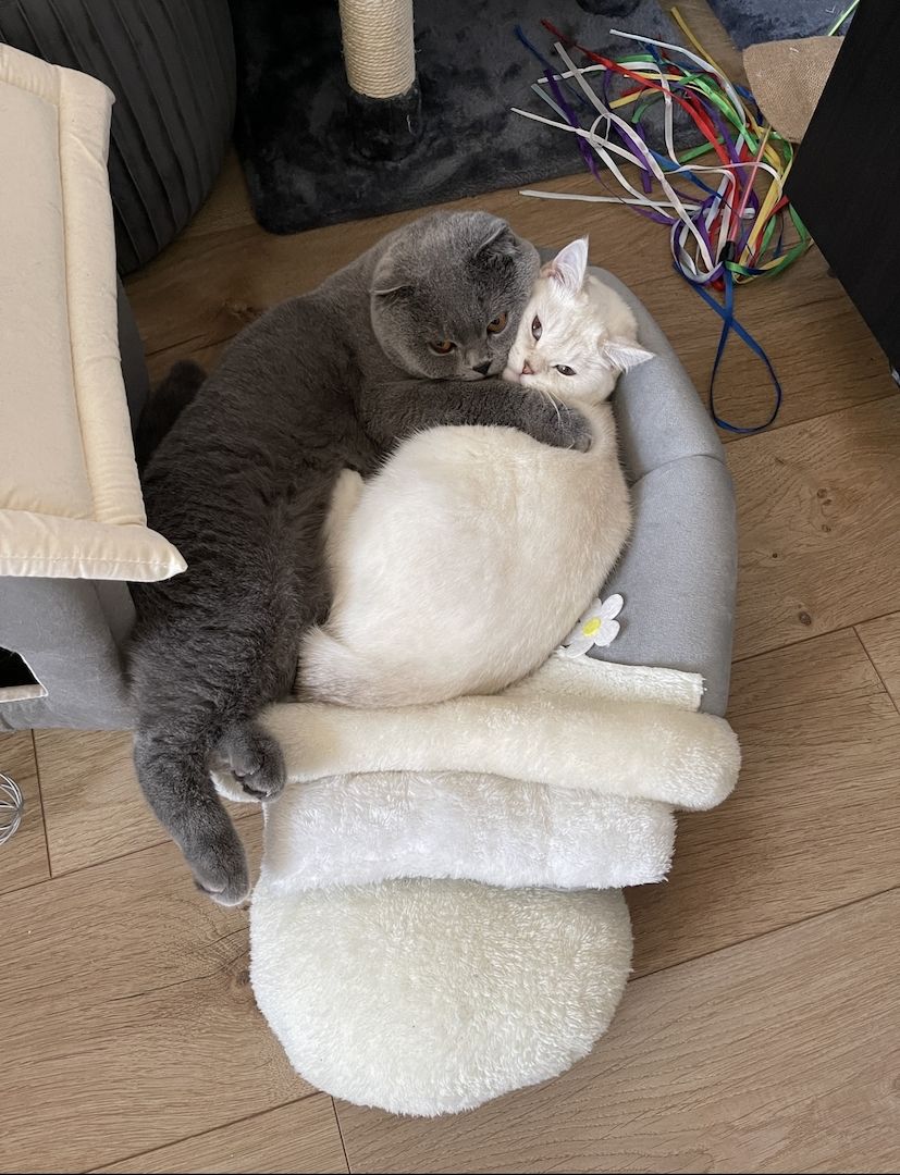 Britisch Kurzhaar Britisch Kurzhaar