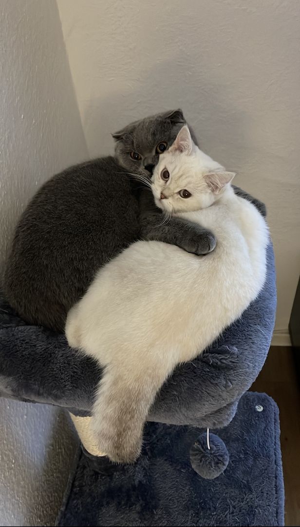 Britisch Kurzhaar Britisch Kurzhaar