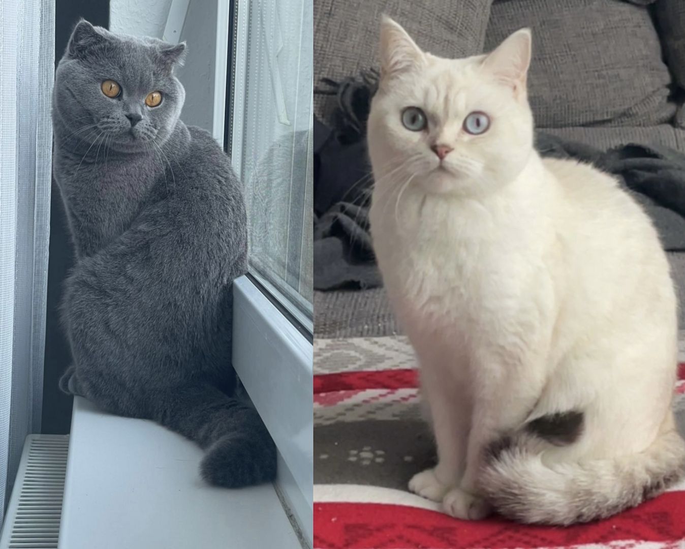 Britisch Kurzhaar Britisch Kurzhaar