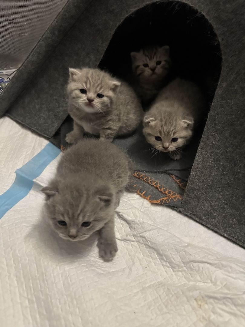 Britisch Kurzhaar Britisch Kurzhaar