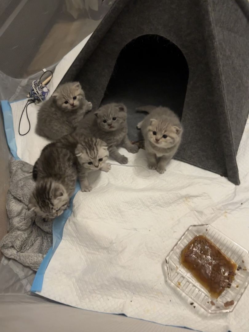 Britisch Kurzhaar Britisch Kurzhaar