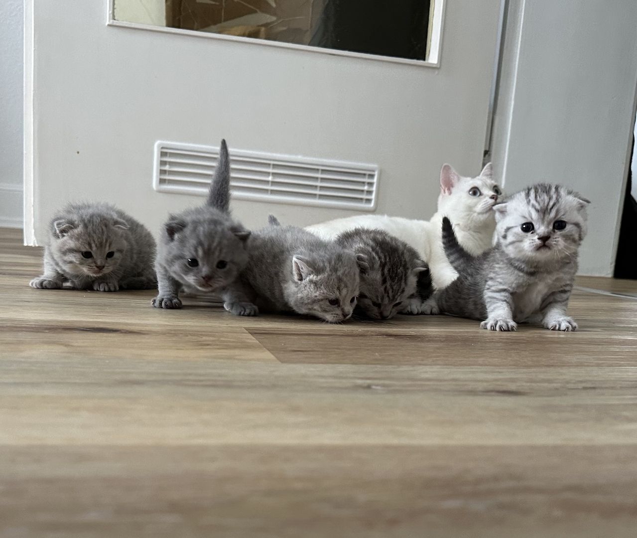 Britisch Kurzhaar Britisch Kurzhaar