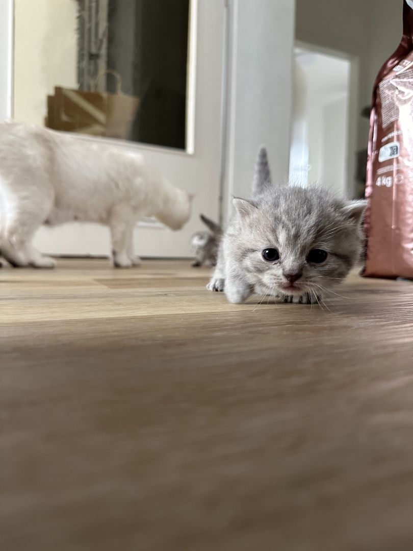 Britisch Kurzhaar Britisch Kurzhaar