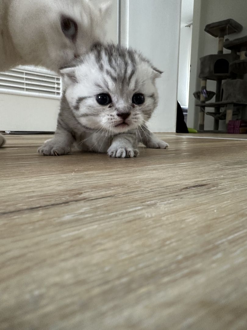 Britisch Kurzhaar Britisch Kurzhaar