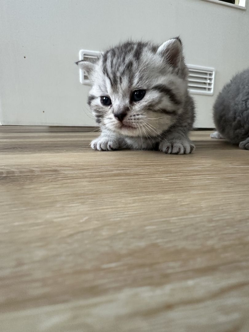 Britisch Kurzhaar Britisch Kurzhaar