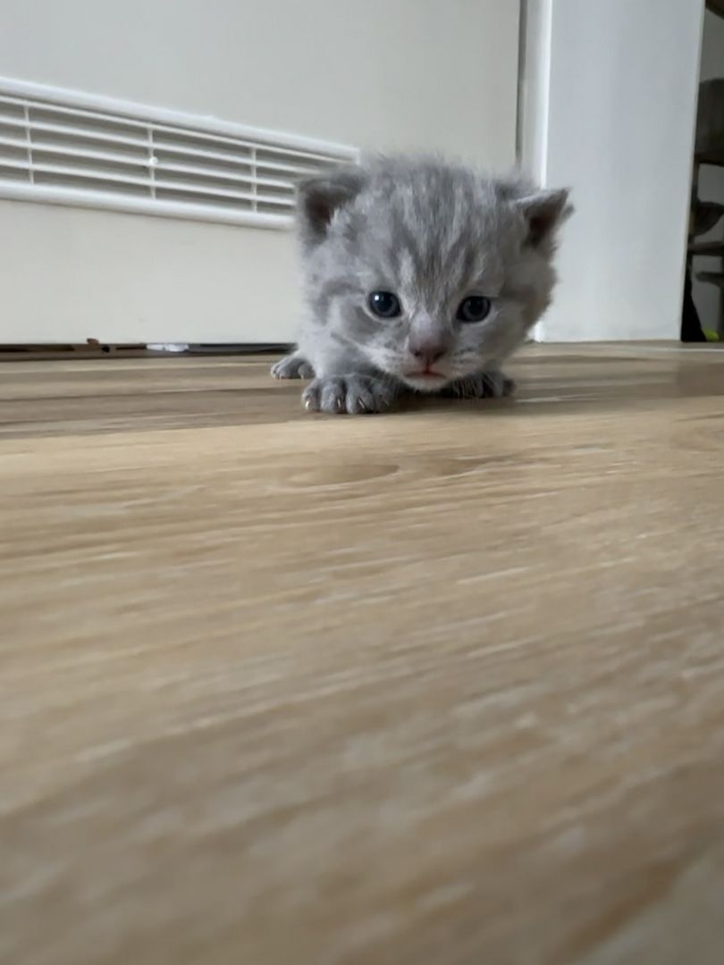 Britisch Kurzhaar Britisch Kurzhaar