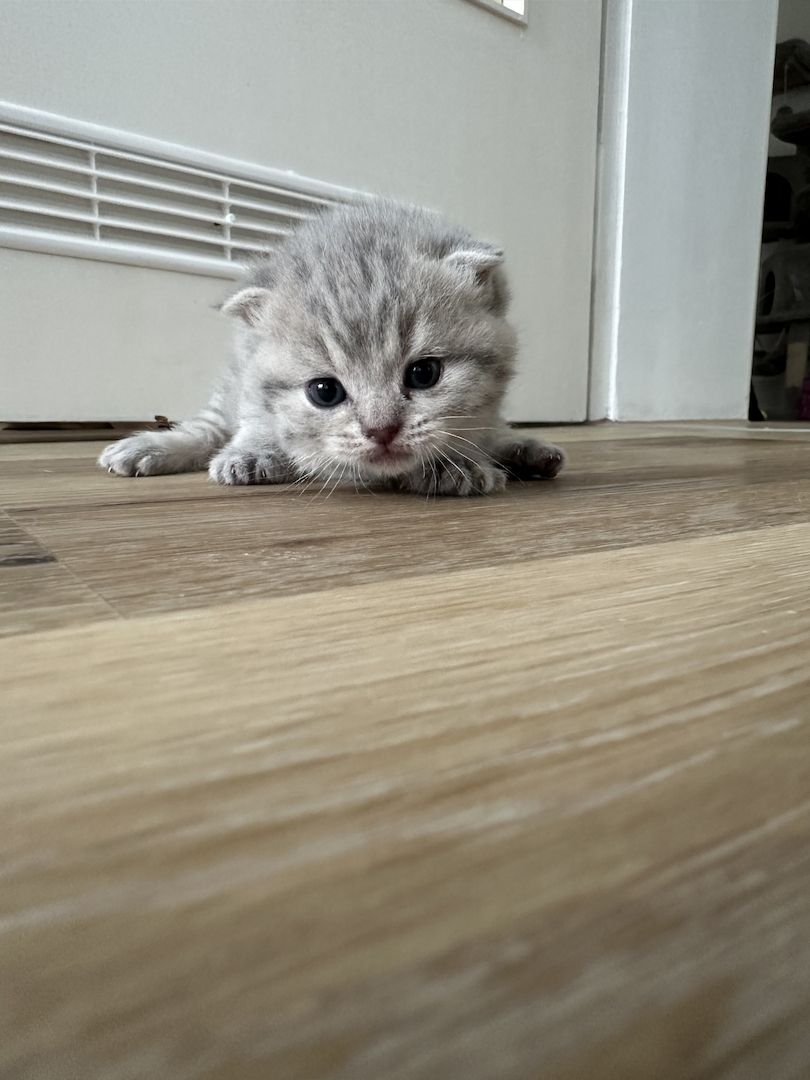 Britisch Kurzhaar Britisch Kurzhaar