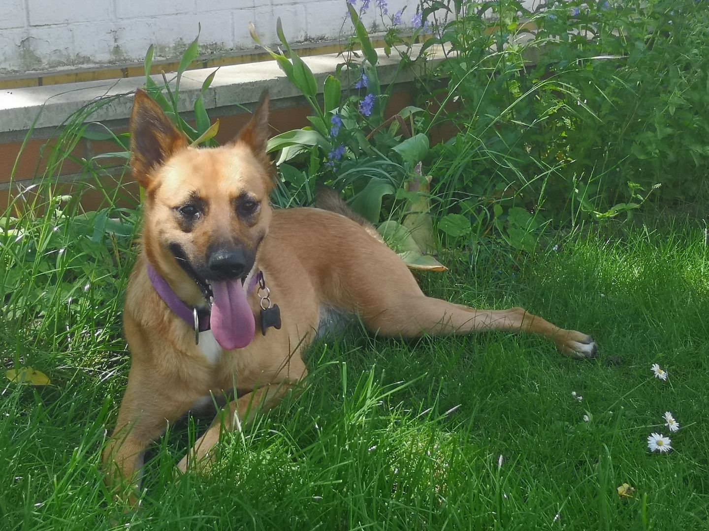 Schäferhund Mischling