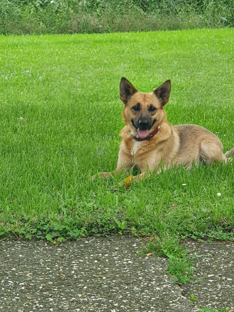 Schäferhund Mischling
