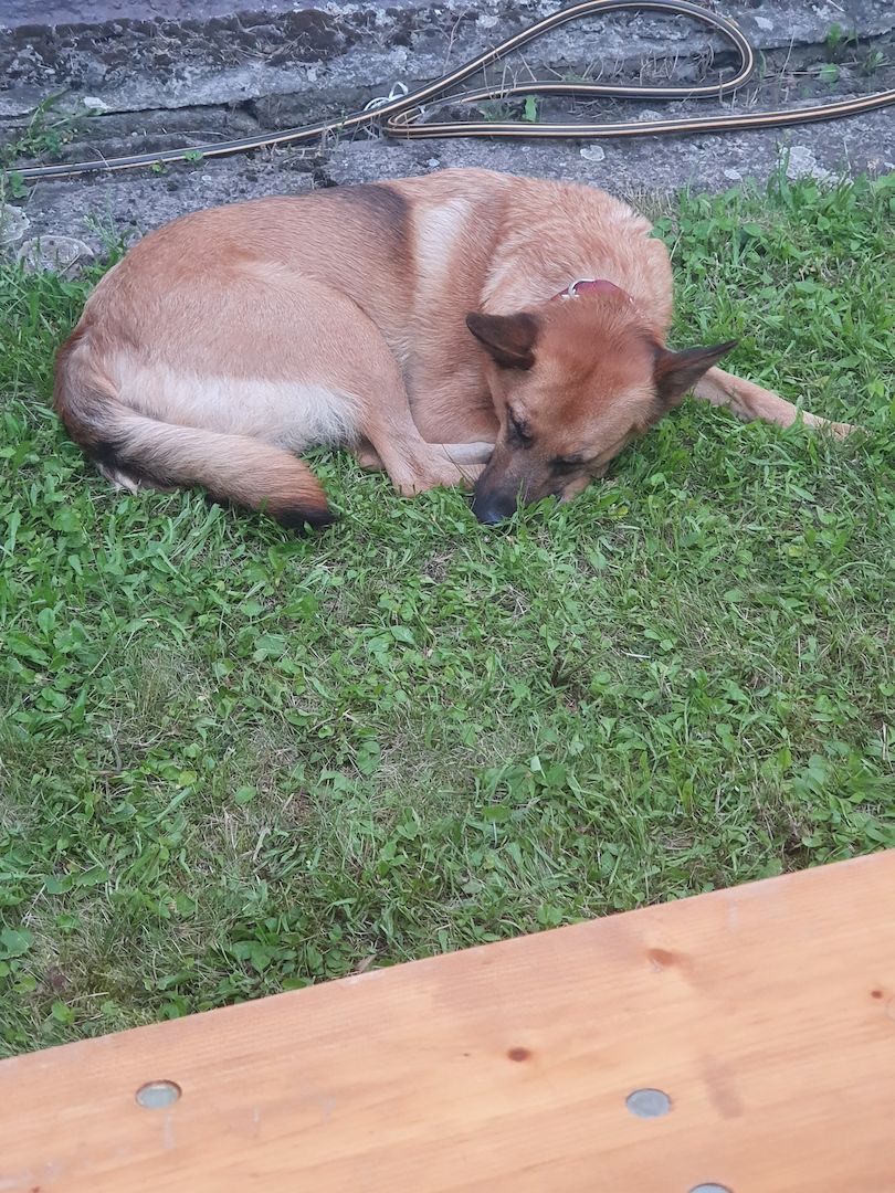 Schäferhund Mischling