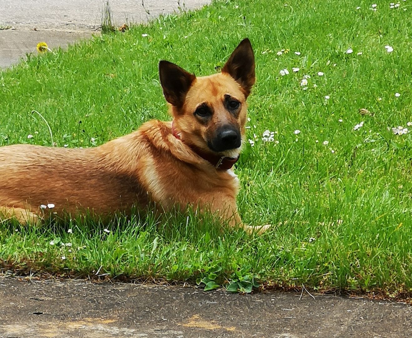 Schäferhund Mischling