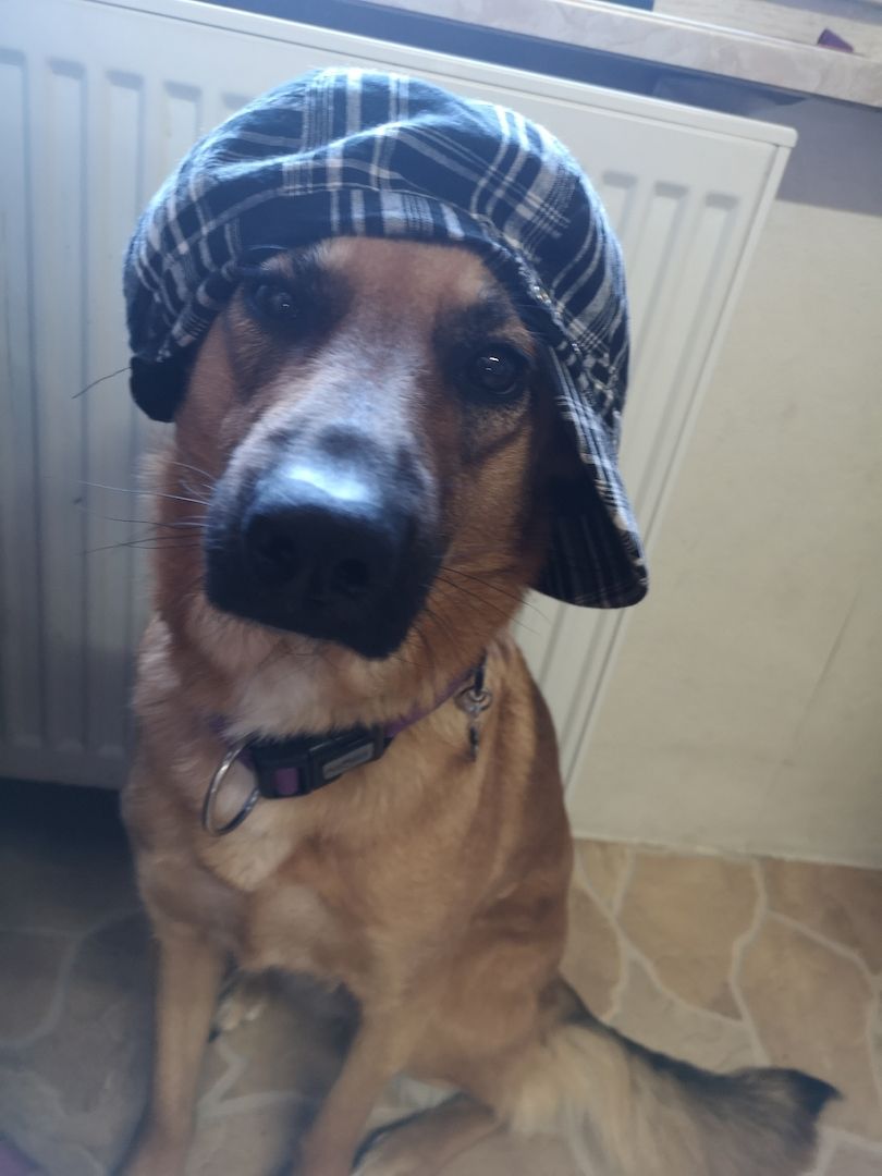 Schäferhund Mischling