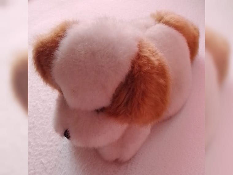 Bernhardiner Welpe-Hund