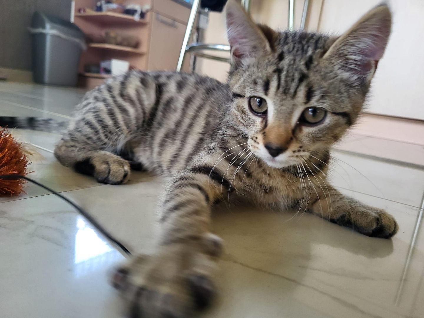 Katerchen sucht aktives Zuhause