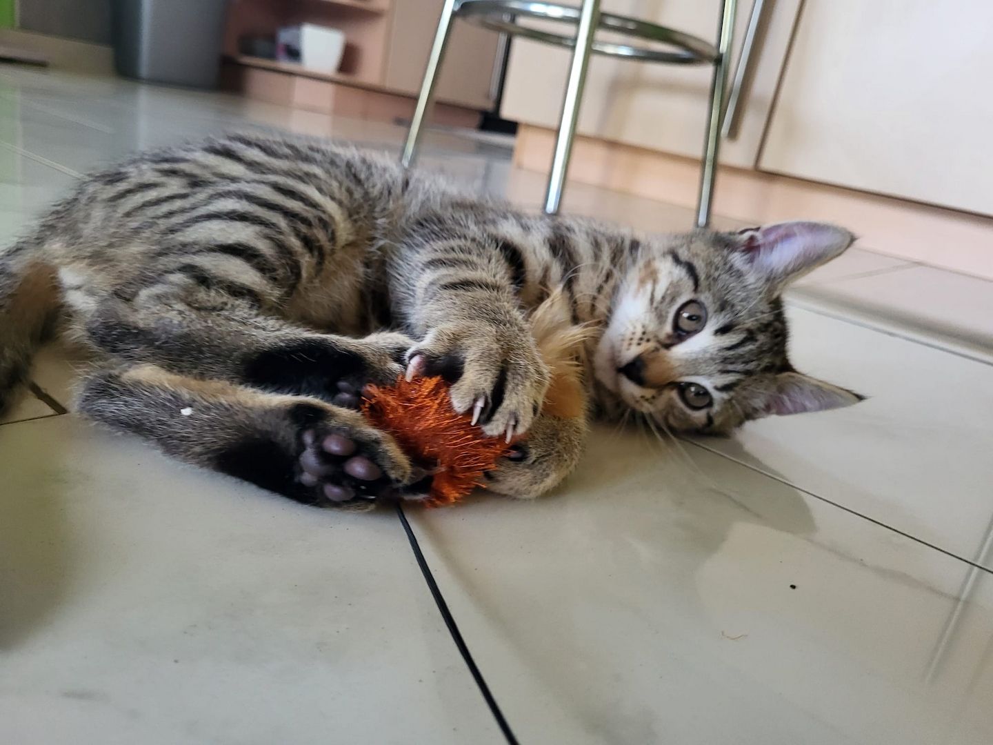 Katerchen sucht aktives Zuhause